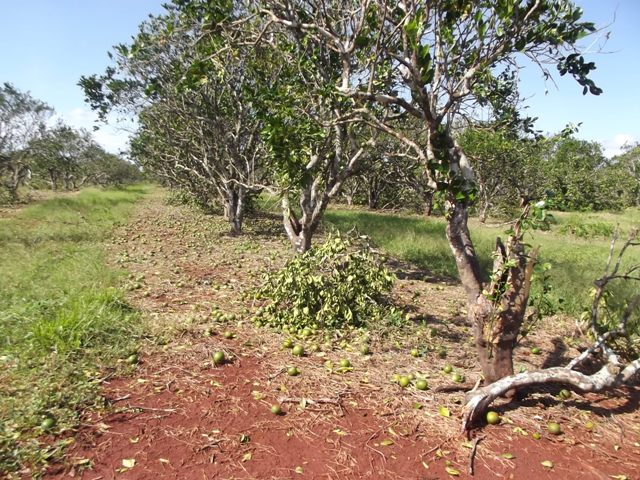 Trabajan en Camagüey por resarcir daños de huracán Irma a producción citrícola (+Fotos)