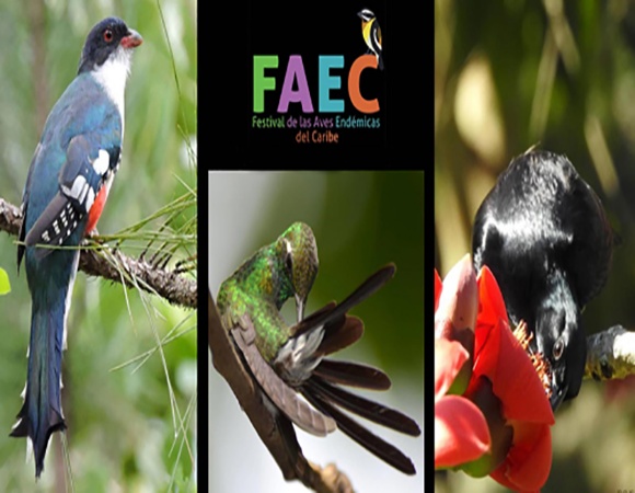 Concluye en Cuba Festival de las Aves Endémicas del Caribe 2021