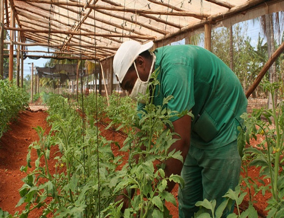 Productores agropecuarios en Camagüey reconocen beneficios de nuevas medidas