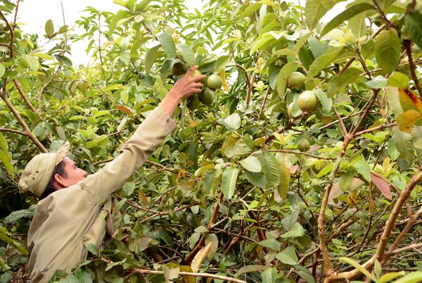 Agricultores cubanos demandan más exportaciones para la sostenibilidad alimentaria