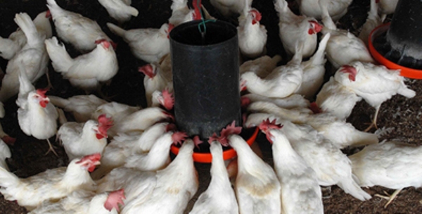 Montarán en Camagüey granja avícola de nuevo tipo