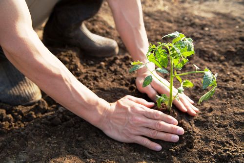 Técnicos agrícolas y forestales de Camagüey por una agricultura sostenible