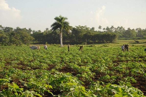 Producción de alimentos, prioridad para el sector azucarero camagüeyano