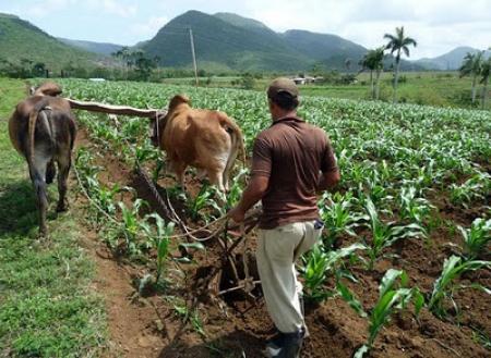 Promueven en Camagüey manejo sostenible de tierras mediante la investigación científica