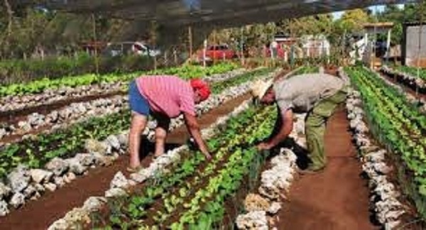 Campesinos camagüeyanos implementan estrategias para diversificar cultivos e incrementar aporte alimentario