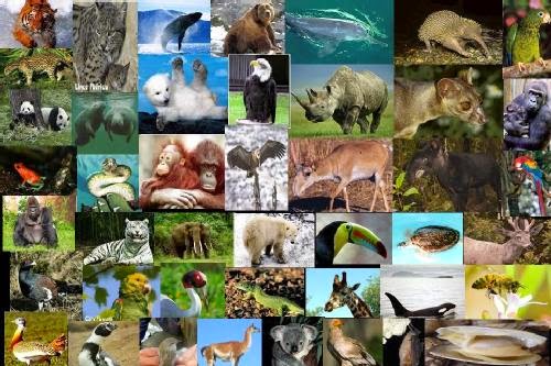Alertan sobre peligro de extinción de un millón de especies