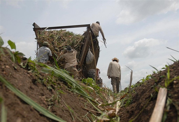 Reconoce el Sindicato de Trabajadores Azucareros a bases productivas camagüeyanas