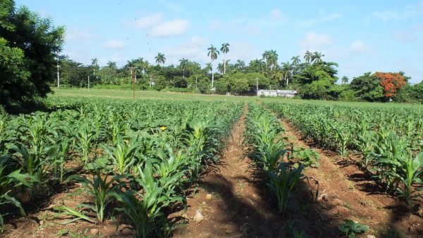 Crecer en la producción de alimentos, prioridad de agricultores camagüeyanos (+Audio)