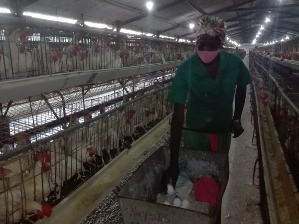 Protagonismo femenino en la producción avícola en Camagüey