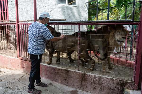 No pasó del susto: ¡fuga de leones en Camagüey!
