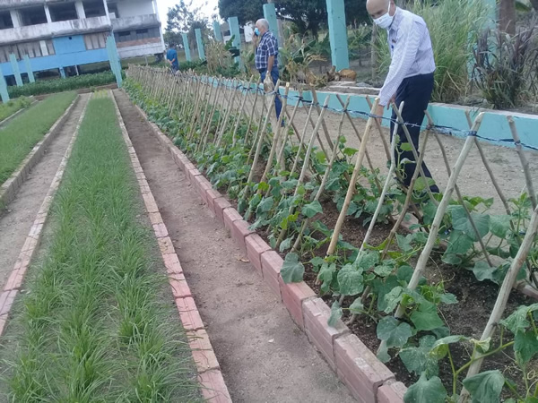 Universidad de Camagüey contribuye con la producción de alimentos