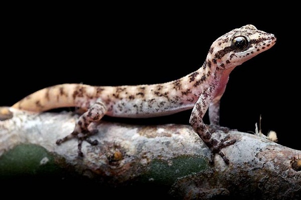 Descubren nuevas especies de salamanquesas en Islas Galápagos