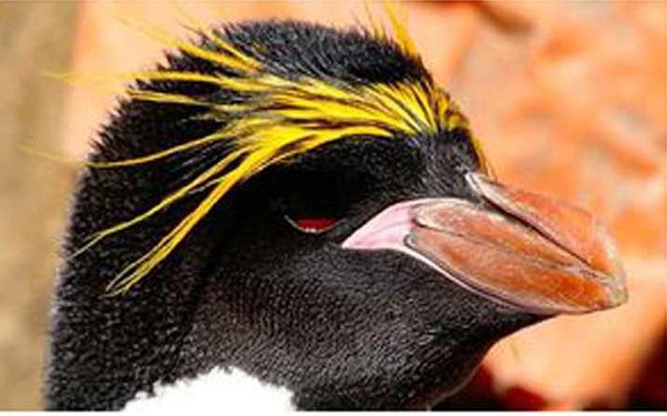 Reportan en Uruguay avistamiento de rara especie de pingüino