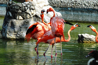 Zoológico de Camagüey, un oasis para el sano esparcimiento