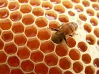 Reporta Camagüey significativo crecimiento en acopio de miel de abeja