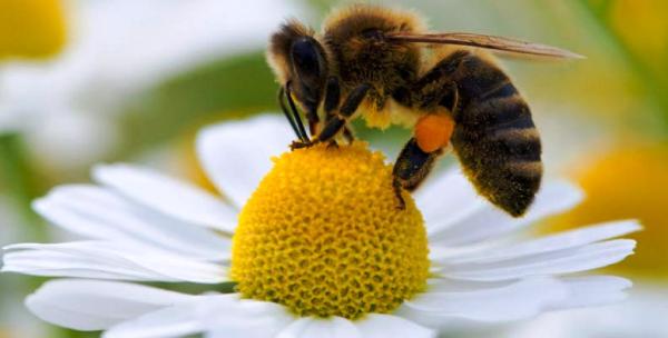 El universo de las abejas atrae a niños cubanos