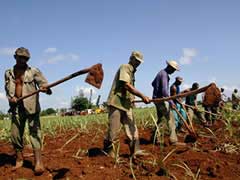 Acondicionan tierras para siembra de cultivos varios en Camagüey 