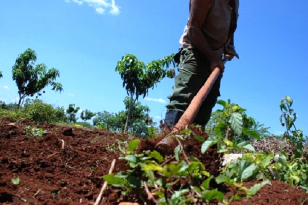 Se recupera la agricultura camagüeyana tras azote de huracán