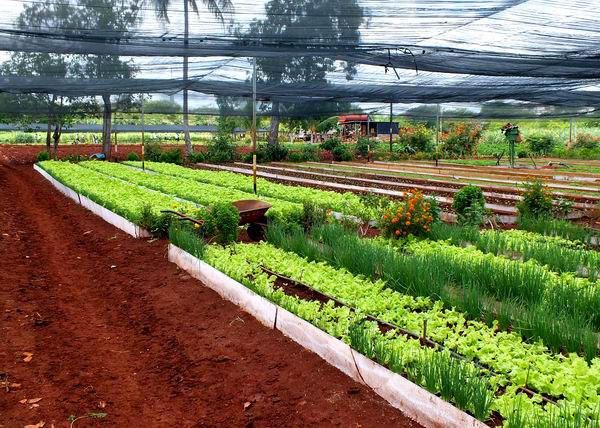 Scientists Enhance Sustainable Agricultural Development in Camagüey