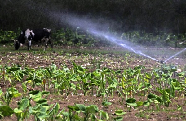 El sector campesino en Camagüey prioriza la sostenibilidad alimentaria