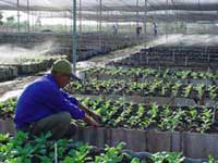 Celebrado en Camagüey quinto aniversario del programa de la agricultura suburbana