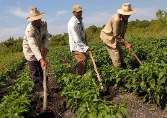 En Santa Cruz del Sur también asumen la Agroecología en la producción de alimentos