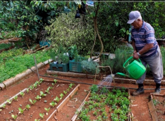 Camagüeyanos potencian programa de agricultura familiar