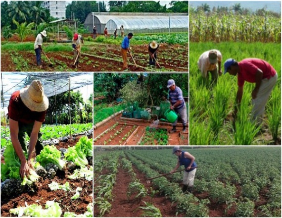 Vertientes acoge hoy trabajo productivo y reconocimiento a campesinos camagüeyanos