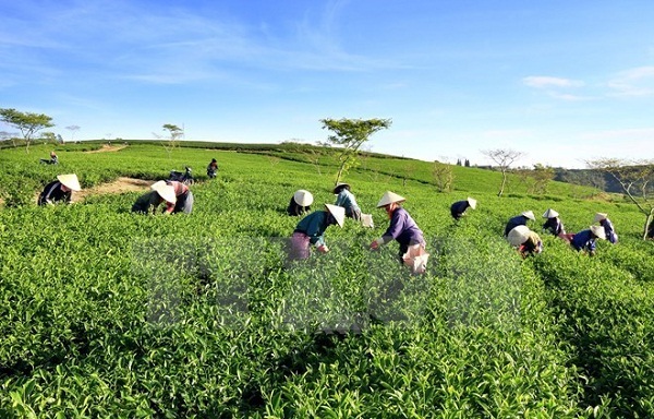 Crece, se diversifica y moderniza la agricultura vietnamita