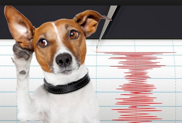 Animales que predicen terremotos: ¿mito o realidad?