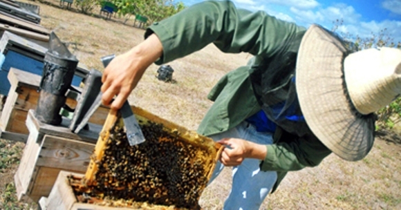 Respalda la Ciencia en Camagüey labor de apicultores