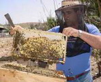 Camagüey: Honey Production for the Exportation Makes Good Progress