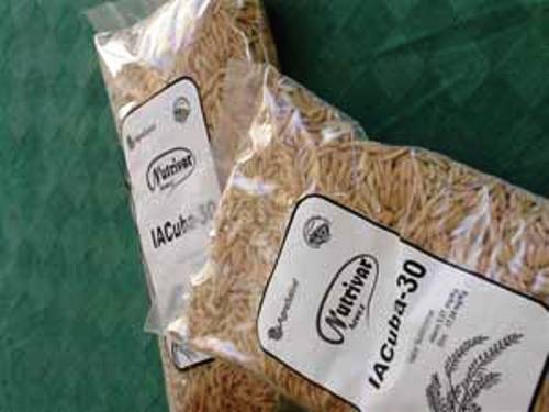 Promueven beneficios del arroz biofortificado para la salud en Camagüey