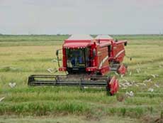 Camagüey alista su industria arrocera para próxima cosecha