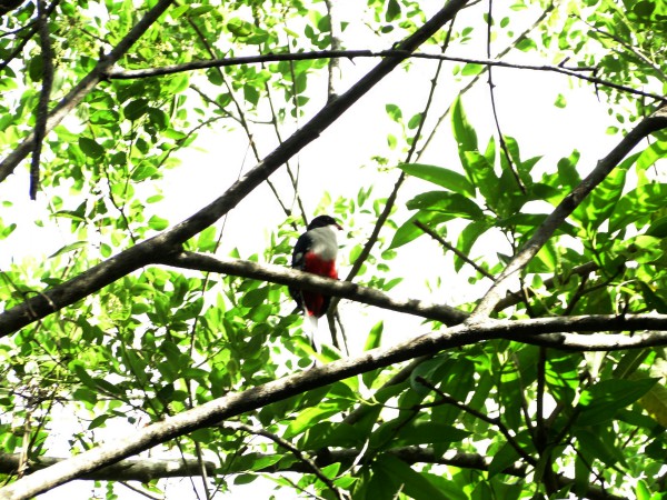 Turismo de naturaleza en Camagüey: un sendero por andar (+Fotos)