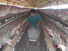 Resultados de la producción avícola, una fortaleza de Camagüey 