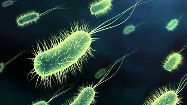 Las bacterias “colonizan” nuevos espacios gracias al hombre