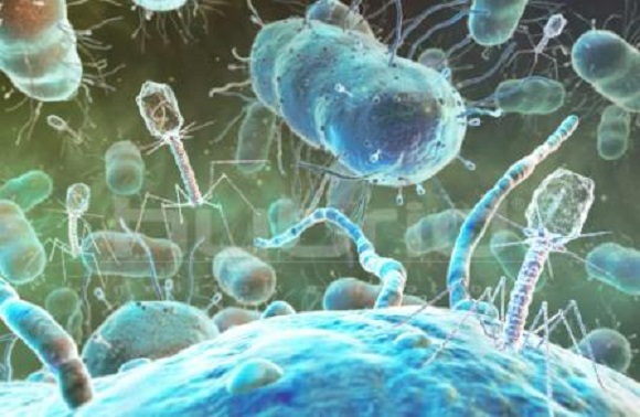 Científicos hallan más de mil 900 nuevas bacterias en el intestino humano