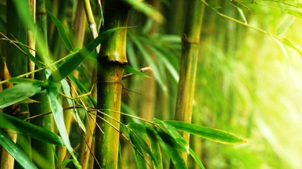 Cuba apuesta al bambú por un futuro sostenible