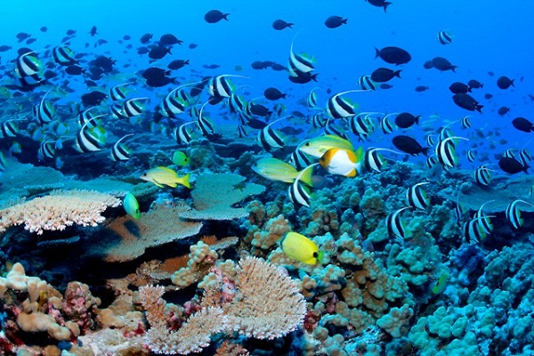 Evaluarán conservación y uso sostenible de la biodiversidad en el Caribe