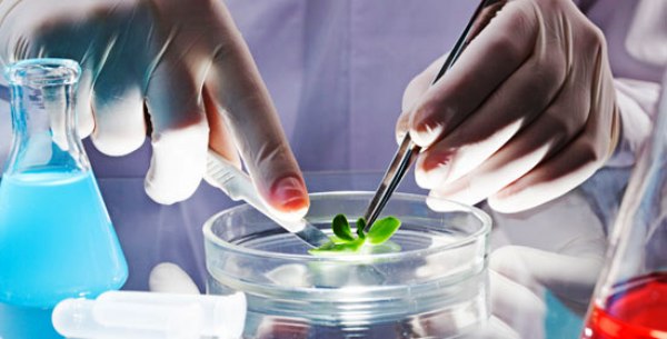 La Biotecnología para el desarrollo agrícola centra debates en Camagüey