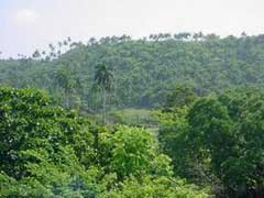 Fomenta Camagüey crecimiento y cuidado de bosques 
