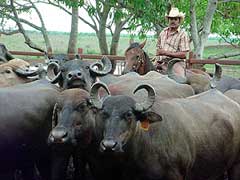 Positivos resultados en manejo de búfalos reporta empresa camagüeyana