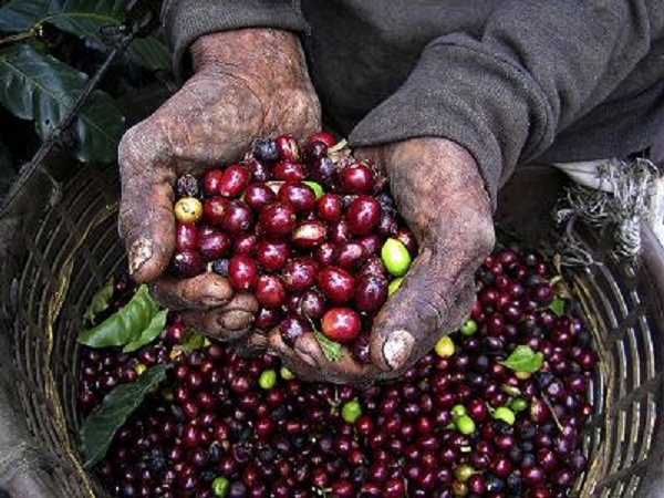 Crece producción agroforestal en Cuba