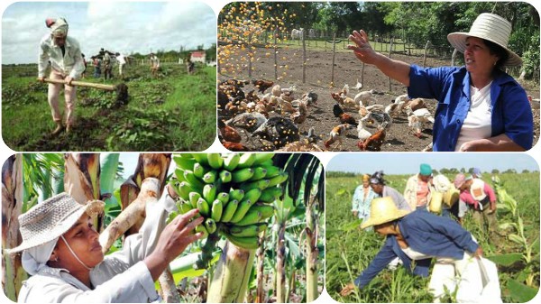 Ponderan protagonismo de la mujer cubana en labores agrícolas