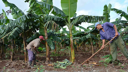Manejo sostenible de las tierras, prioridad en Camagüey