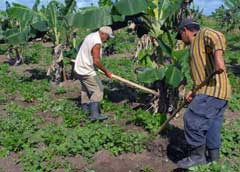 Agropecuarios de Camagüey contribuyen a la sustitución de importaciones