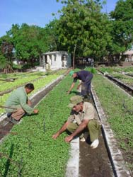 Aplican Ciencia y Técnica para programas agrícolas en Camagüey 