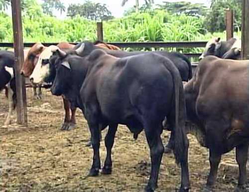 Impulsan producción de carne vacuna en municipio de Guáimaro