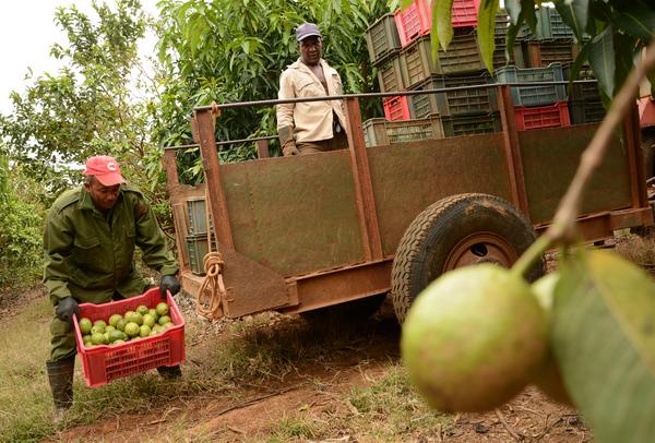 Impulsar la producción de frutales, prioridad de agricultores cubanos